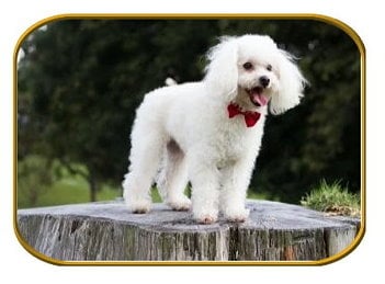 Toy Poodle Breeders In Texas Tiny